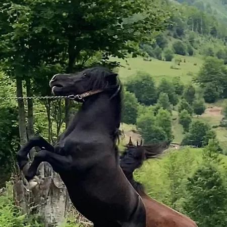 Shtepia E Drerit *